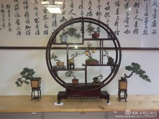  #盆协#徐州收藏家协会(盆景协会和铁路盆协)回龙窝微型盆景