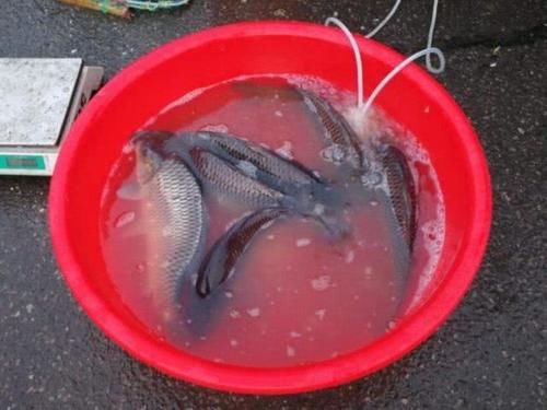 【淡水鱼】人称“淡水鱼王”,曾是高档年货,现在7元一斤没人买,咋回事?