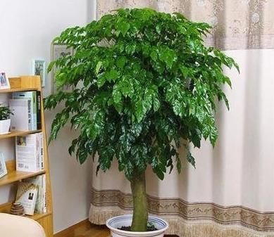  「家里」养盆“幸福树”，随时砍掉“旁逸斜出”，株型好看，家里幸福