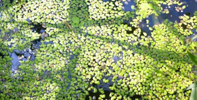  「蔬菜」是不是很多观赏鱼都爱吃水果蔬菜，需要定期给它们投喂一些吗？