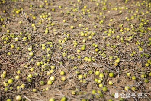 过去恨不得灭绝，农村娃当零食，如今50一斤成稀罕货