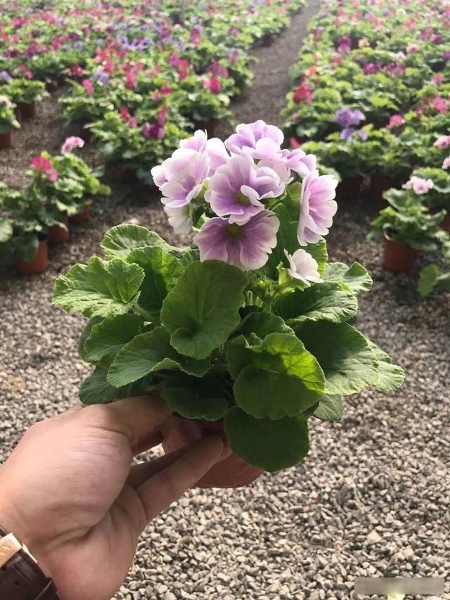  「小阳台」五颜六色的报春花，越剪越长个，晒晒太阳就开花