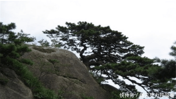 《跟着小茜去旅行》：游览黄山，怪峰林立造型多，是一次难得的体