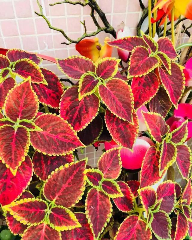 适合@10种适合室内的小众花，今年超流行，点缀家居，越养越精致