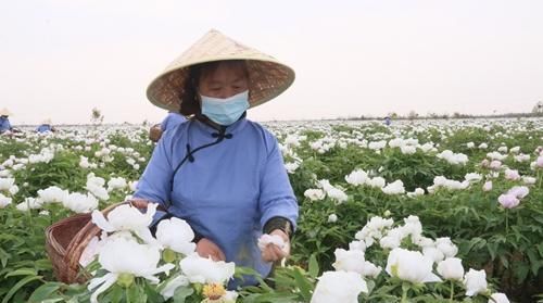  「花香」合阳万亩“致富花”盛开 花香铺满致富路