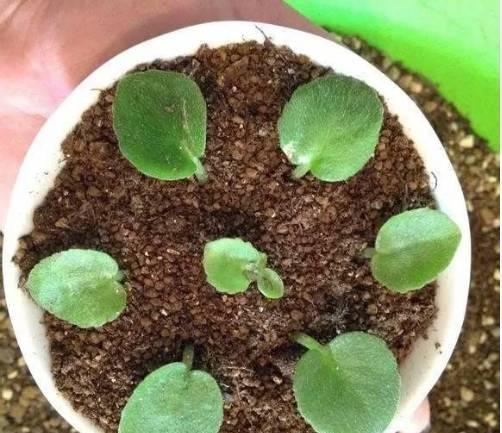 植物|不用花一分钱,这些植物一片叶子就能长满整个花园!