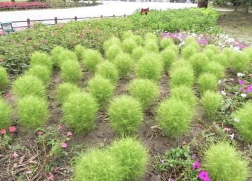  [地麦]1种野草像“绿球”，被称为“地麦”，以往野地里常见，如今珍贵