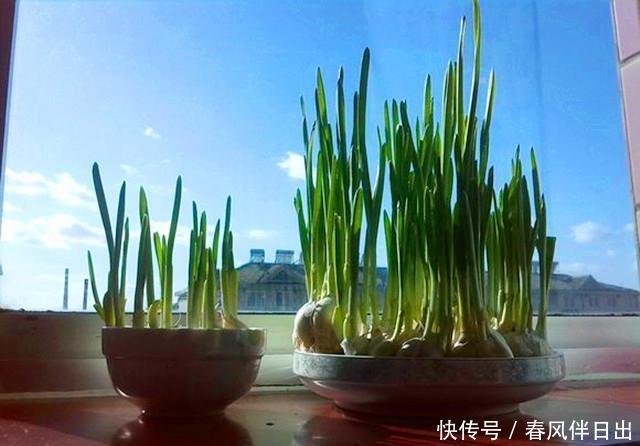 试试|葱头、蒜头,就连萝卜头,都能种出超美盆栽!你还不赶快试试!