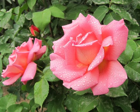  [栀子花]这些花朵超好养，不管也爆盆，放在家里，你也能拥有一片花海