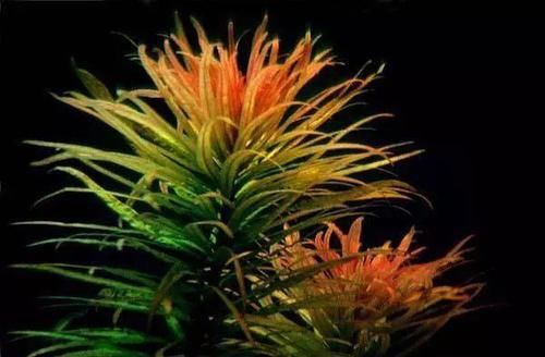  一大■比铜钱草好看的花，7天爆满一大缸，多到家里堆不下