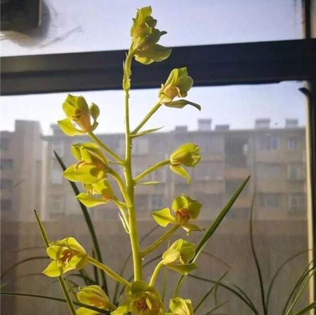  【树皮】兰花小苗发育有点慢，用的陶粒跟普通树皮，现在要不要翻盆？