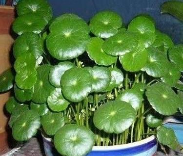  #旺盛#这“3种”植物最爱“喝”水，浇水越多越旺盛，赶紧在家养一盆！