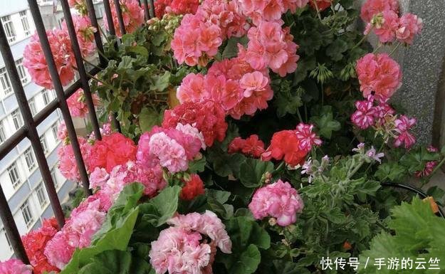  #懒人#阳台养几盆“懒人”花，个个花枝招展，一个月不浇水，也能猛开花