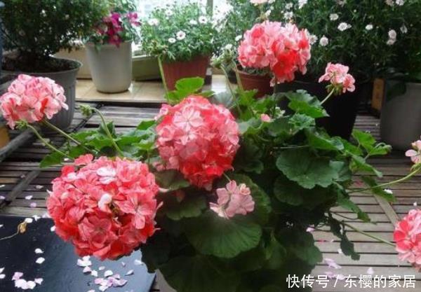 『天竺葵』这3种花,随便扔土里就能长成一片,尤其第三种,开花不断!