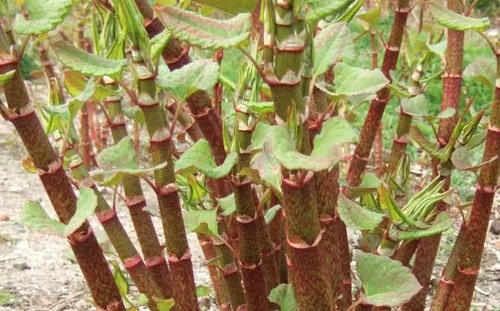 这种野生植物农村把它零食吃，城里1斤卖上千元，你有吃过没