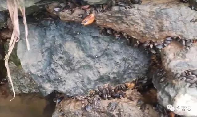 赶着大爷到江边摸螺，体验了一番渔民生活