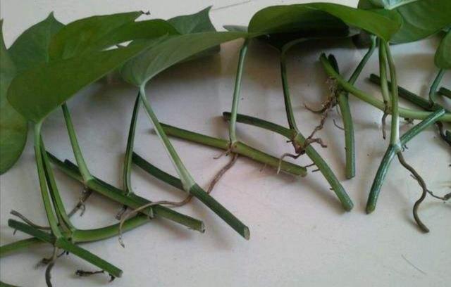 快速|春天扦插5种花,不用生根粉也能快速生根,让家里的花越养越多