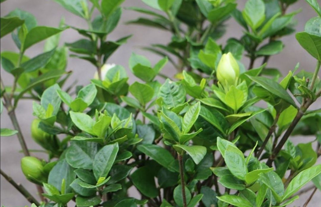 叶子浓绿|给栀子花浇这种肥水,花蕾多到爆满枝头,叶子也浓绿