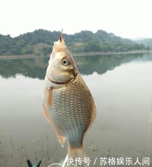  [鱼率]都说顿口中鱼率高，为啥浮漂却出不来顿口怎样才能调出顿口