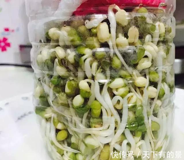  养花■想吃豆芽，1个“可乐瓶”就能做，只花豆子钱，7天就行！