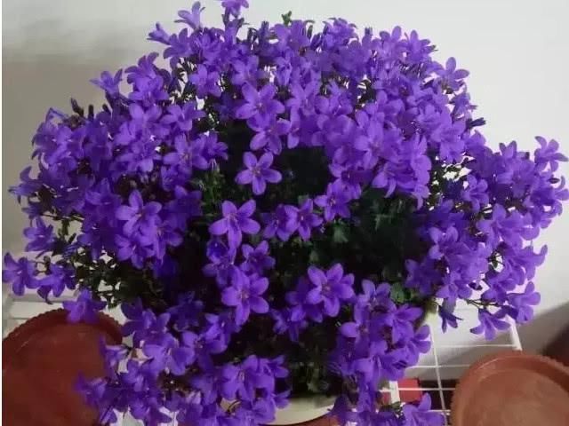  [风铃]忘了绿萝吊兰吧，这种治愈系盆栽，同样好养，更为漂亮，容易爆盆