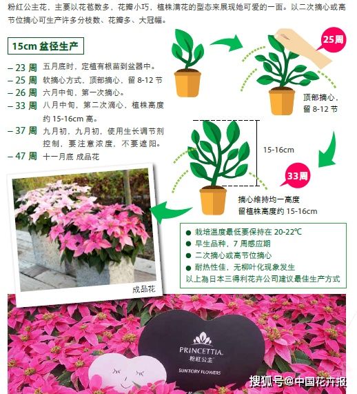  女性消费者：粉红公主花系列中的“皇后”和“公主”，果然名不虚传
