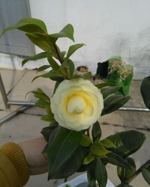 「美艳」家里养这些花,不用操啥心,枝头窜满花苞,阳台变成小花园,美艳