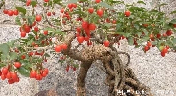  #特别#3种盆景，找1个枝插土里就能养一棵，能赏花又能结果，特别美