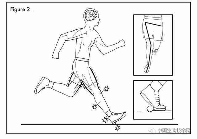  #研究#上万元的跑鞋还买吗？！一项关于跑步的研究：穿跑鞋的可能还不如光脚的