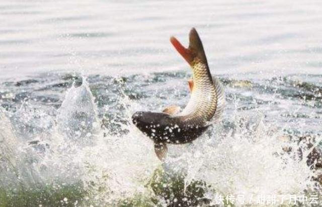 为什么黄河水这么浑浊，里面却生存着大量鲤鱼看完你就明白了