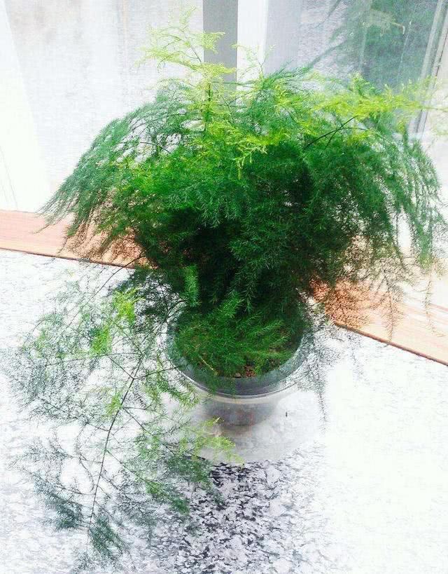 【枝条】文竹莫名其妙黄叶,都是位置放错了,现在改改还能返青