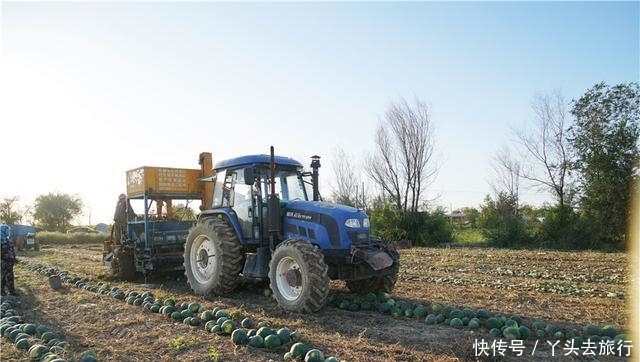  [成熟]新疆的西瓜成熟了，大型机器直接开到田地里收瓜