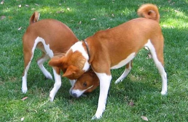 地球上10大智商最低的狗狗 西施犬第十 北京犬第七 你养了吗 快资讯