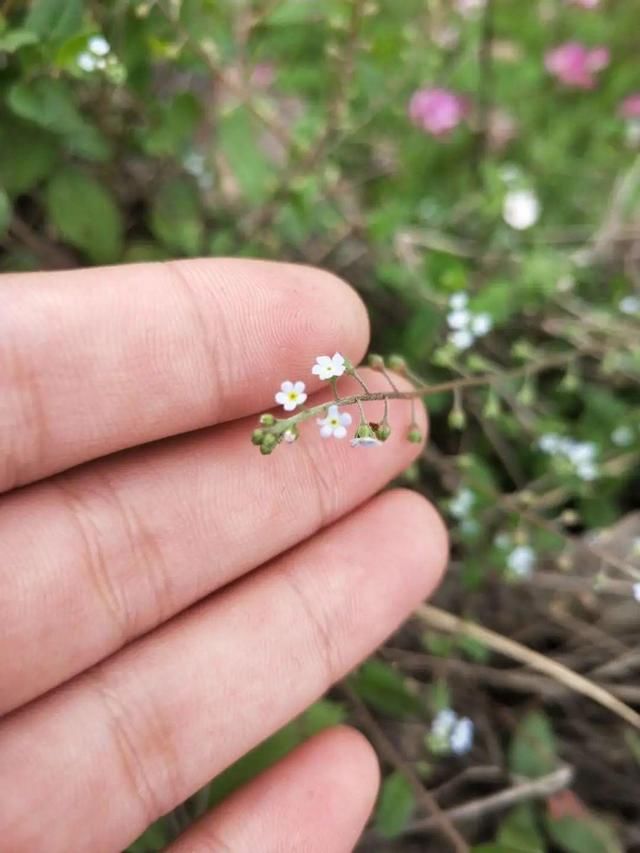  「春天」40种小野花，春天开得正美，挖几棵回家，不用买花了！