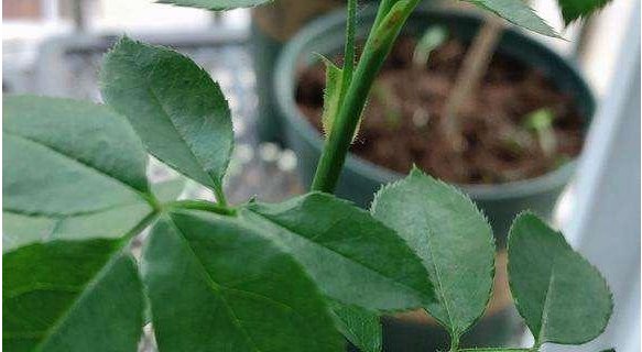  [生长]有一盆栽的玫瑰花,要怎么养?