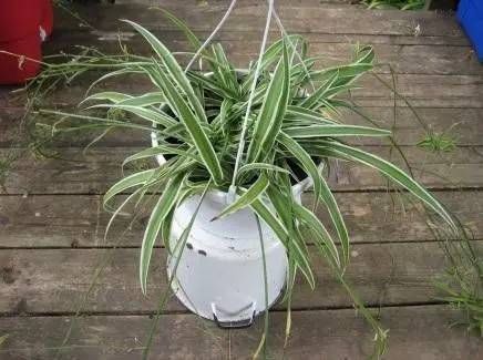  「就要」22种室内极难养死的植物，绿植就要选这些