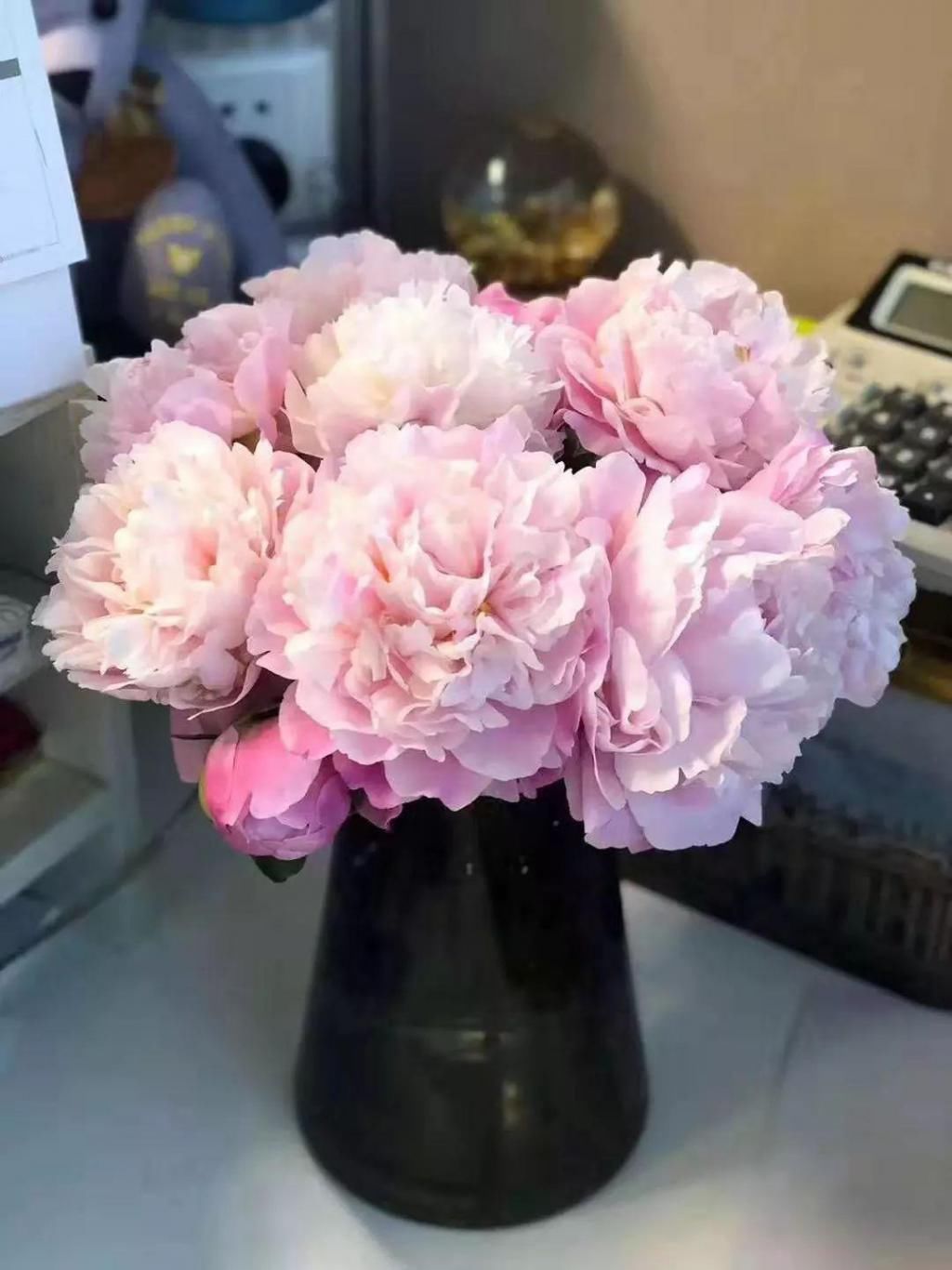  保鲜剂@“五月花神”就要开花啦！现在是最佳观赏期，一年就等这半个月！