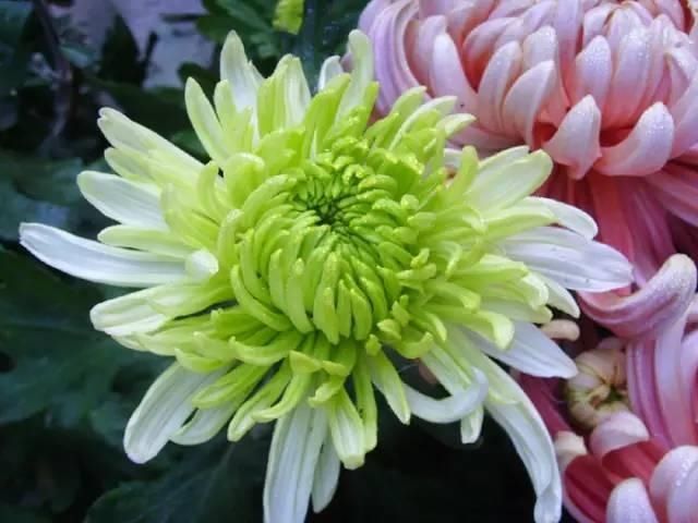【花中】中国10大名花,哪个是你的最爱?