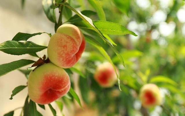  『提前』平谷蟠桃提前20天成熟 崔家庄村推出线上订单预售模式