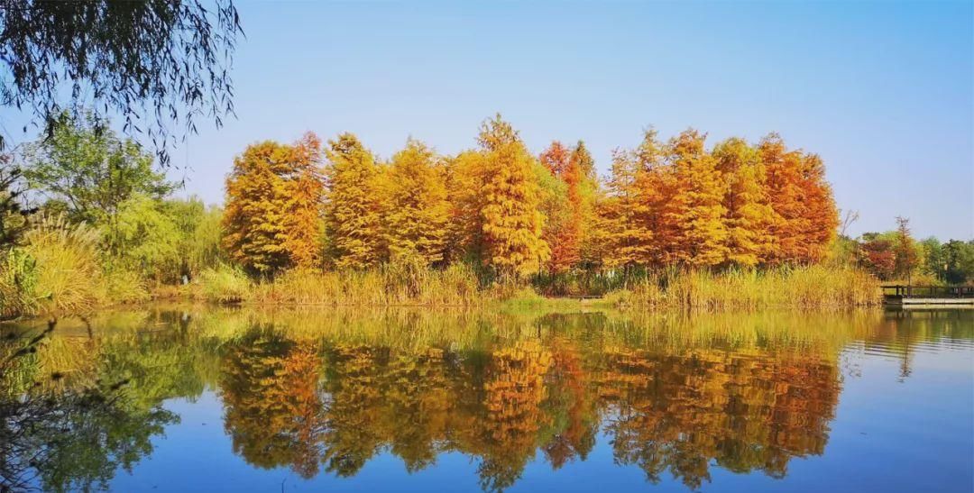 无锡高新区赏叶地图，这里藏着你不知道的最美秋色