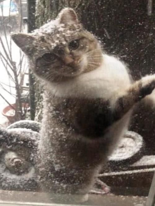 「冬天」去年冬天没留住流浪猫,主人今年很坚定:来当我的家人