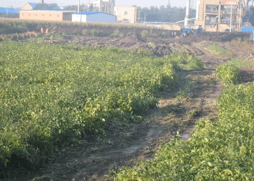 非农户口的承包地不能确权将收回?非农户口承