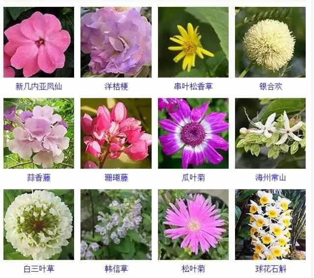  【品种】400种 · 观花植物品种大全，值得收藏