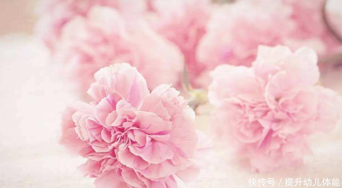 【土里】生活喜欢的2种高价花来说,只要折根5cm的的根插土里就能生根
