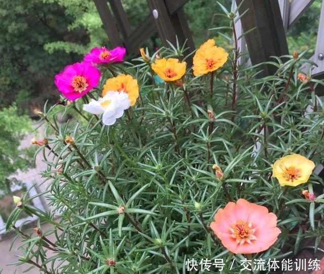 成单瓣太|重瓣太阳花总是变为单瓣太阳花怎么办?收集种子慢慢淘汰