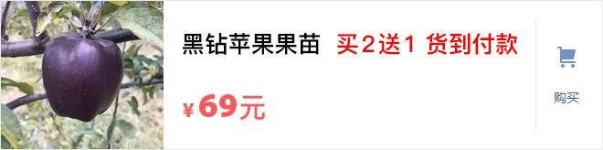 别再种玉米了，此果树插土即活，一年能结3000斤，一年挣65万
