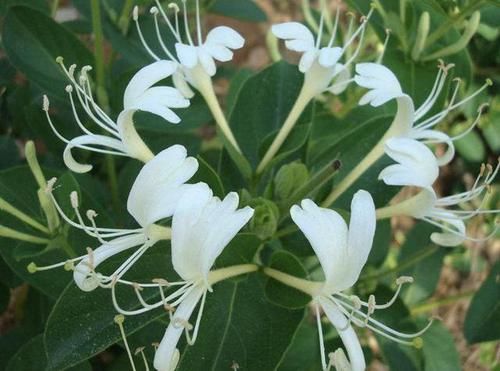 【养护】在家盆栽“金银花”,等到5月份会开花,散发出“香味”,好闻!
