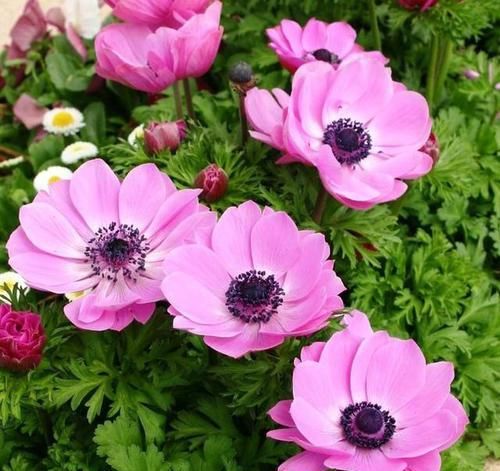  『代表着』花友选出了自己认为最美的50种花
