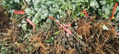  #村民#在农村，种植艾草能赚大钱，这是真的吗？