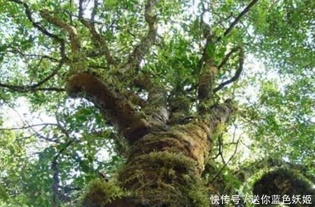 中国最宝贵的三棵古树,第一棵叫“摇钱树”,第三棵有警卫把守